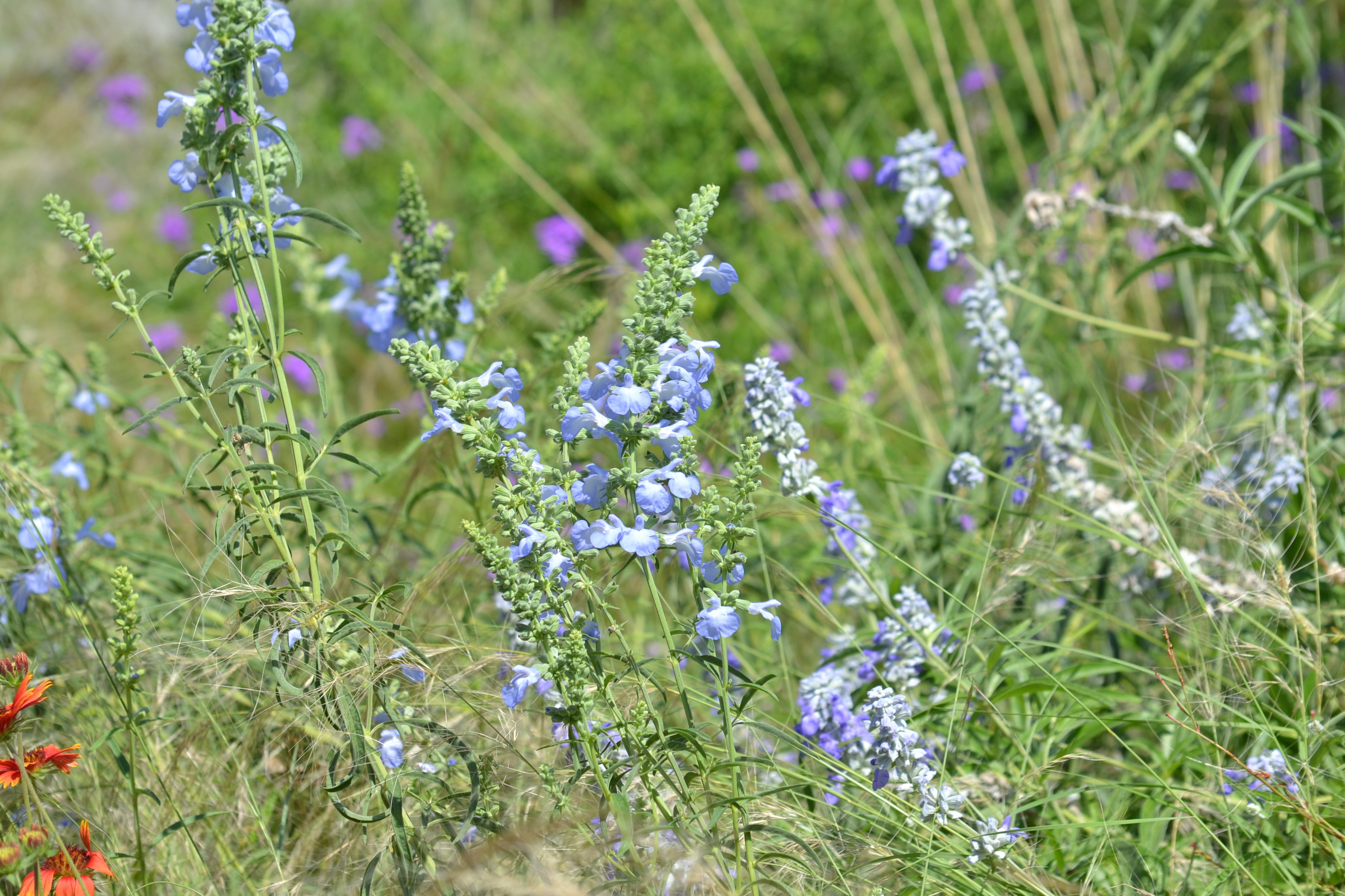 Salvia azurea (Azure Blue Sage)