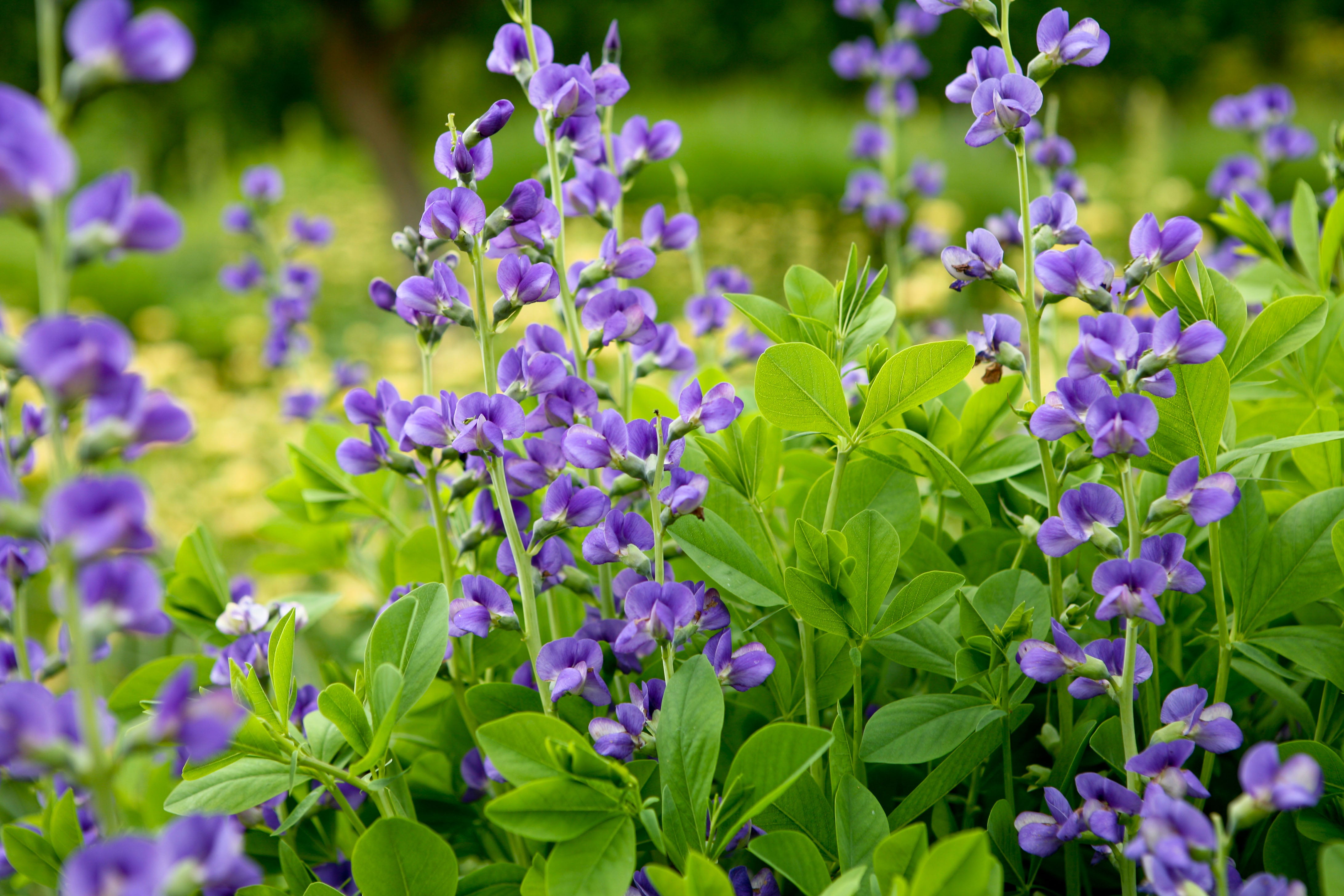 Baptisia australis (Blue Wild Indigo)