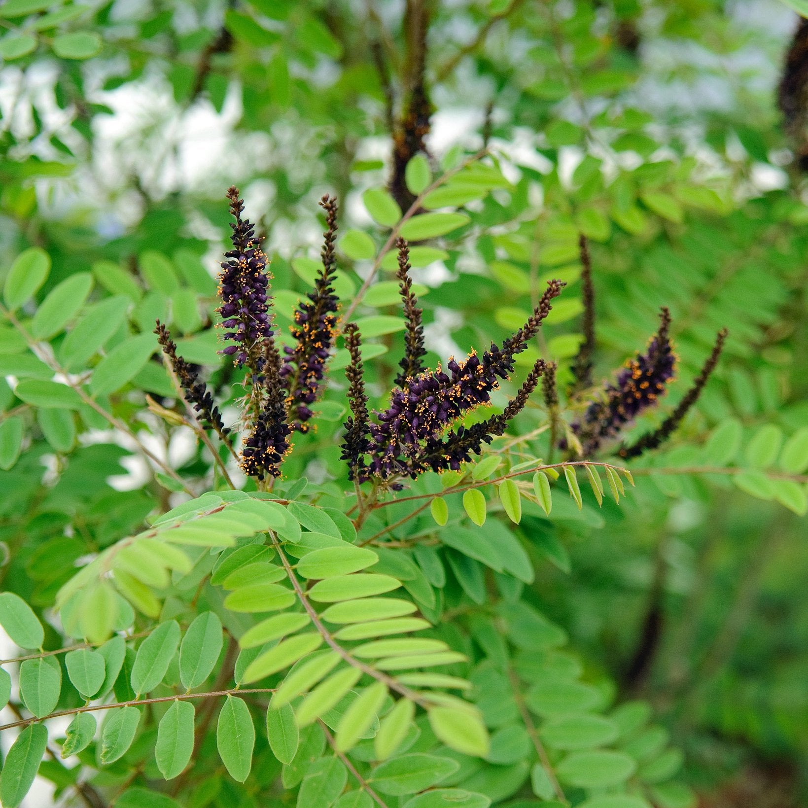 Amorpha fruticosa (False Indigo Bush)