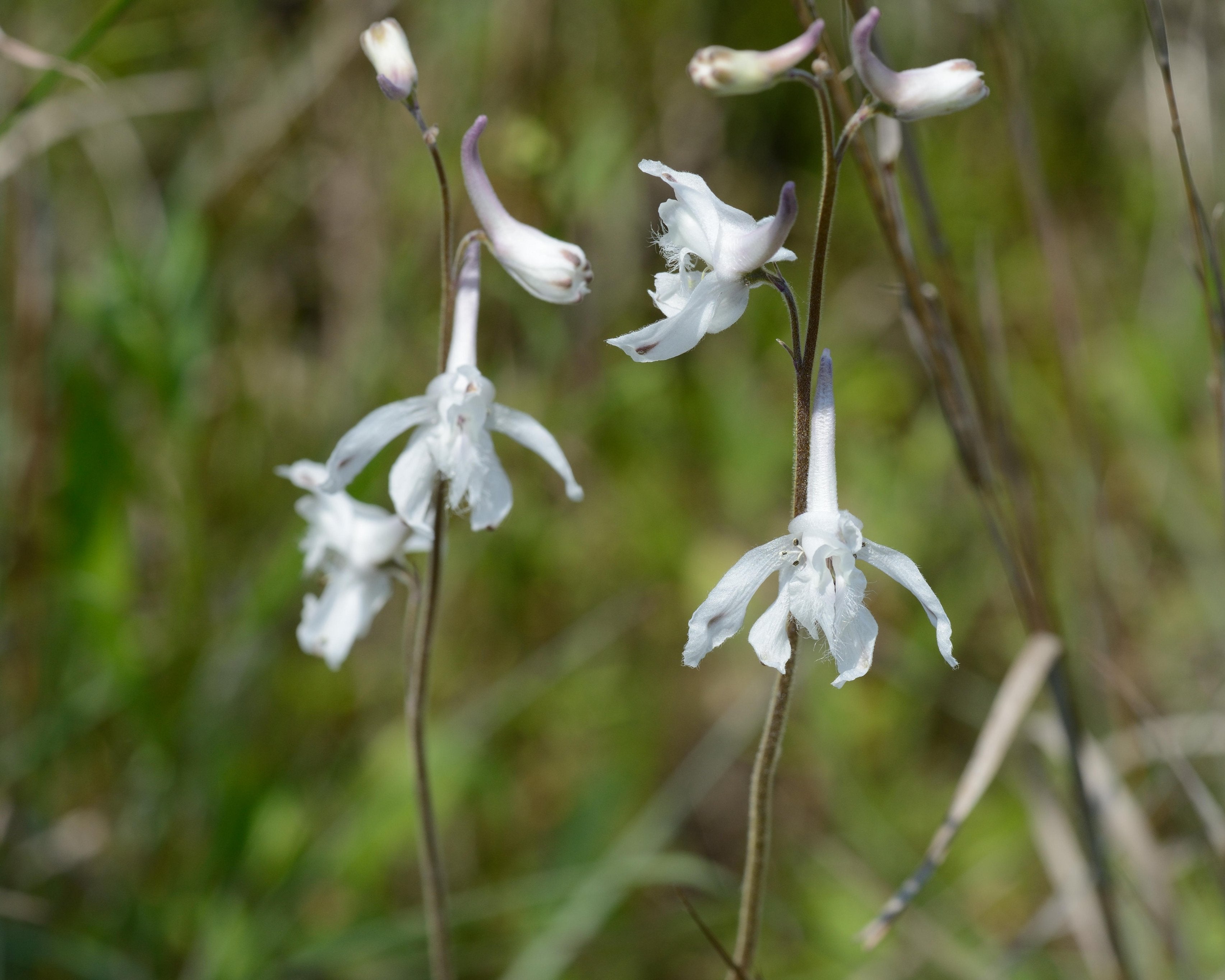 Delphinium carolinianum (Carolina Larkspur)