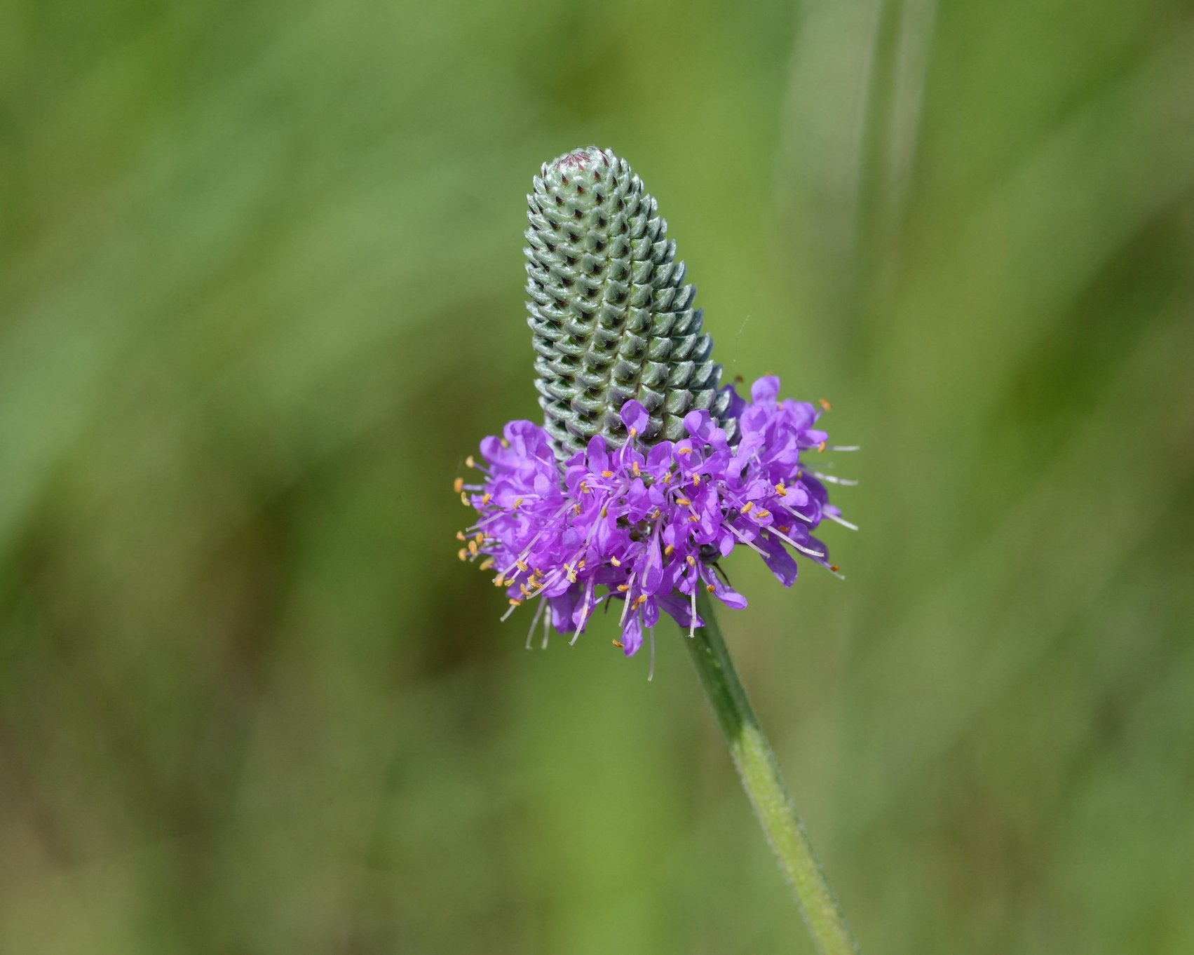 Dalea purpurea (Purple Prairie Clover)