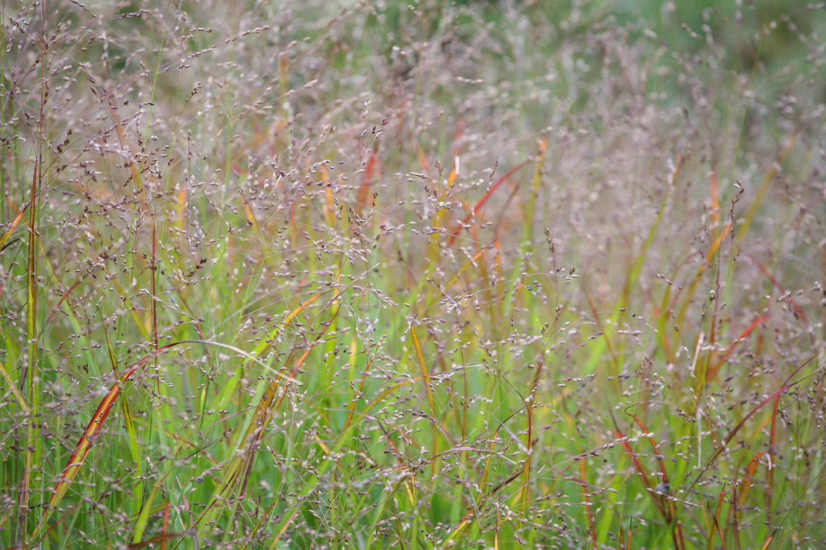 Panicum virgatum (Switchgrass 'Shenandoah')