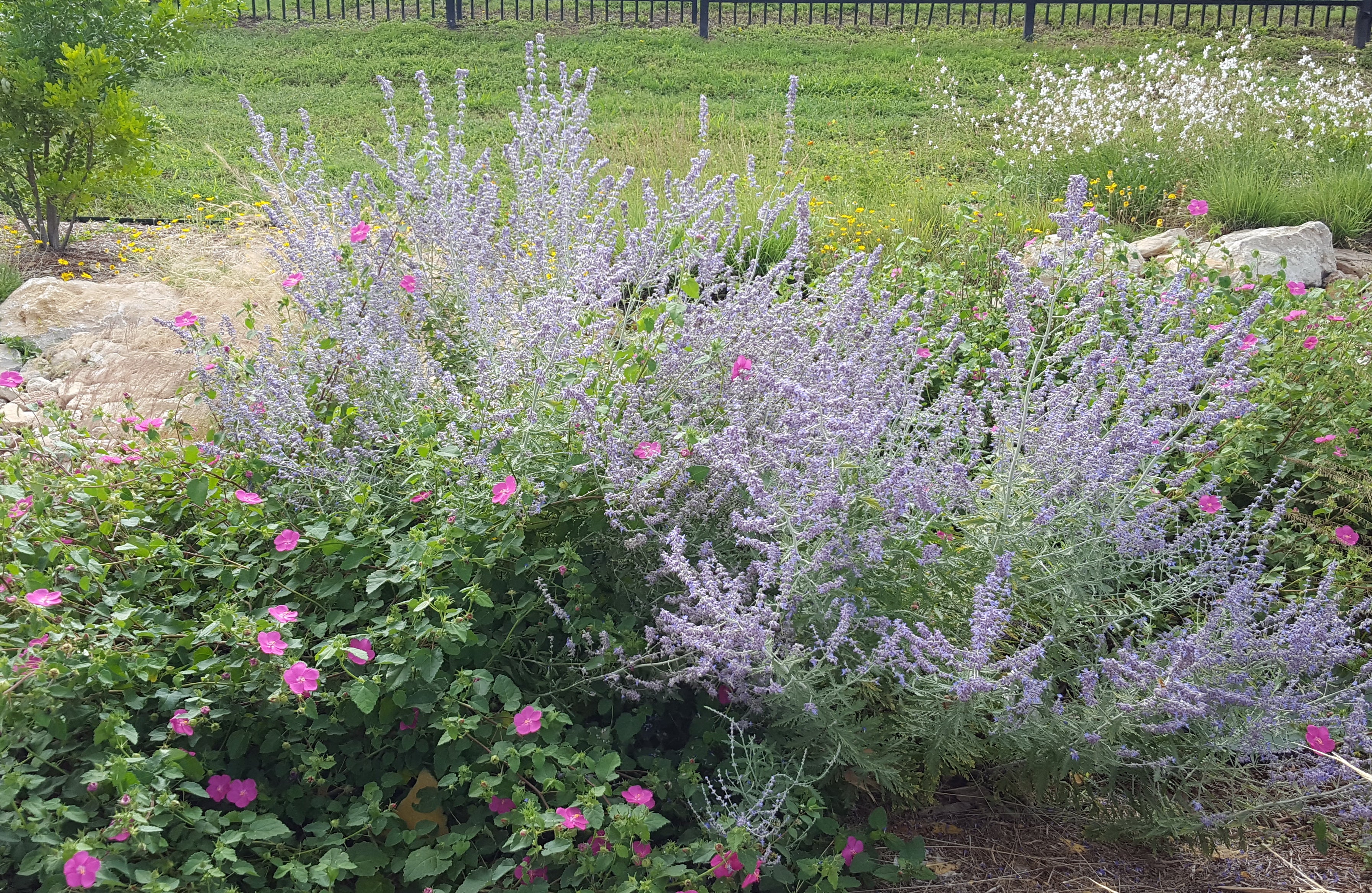 Salvia yangii (Russian Sage 'Blue Jean Baby')