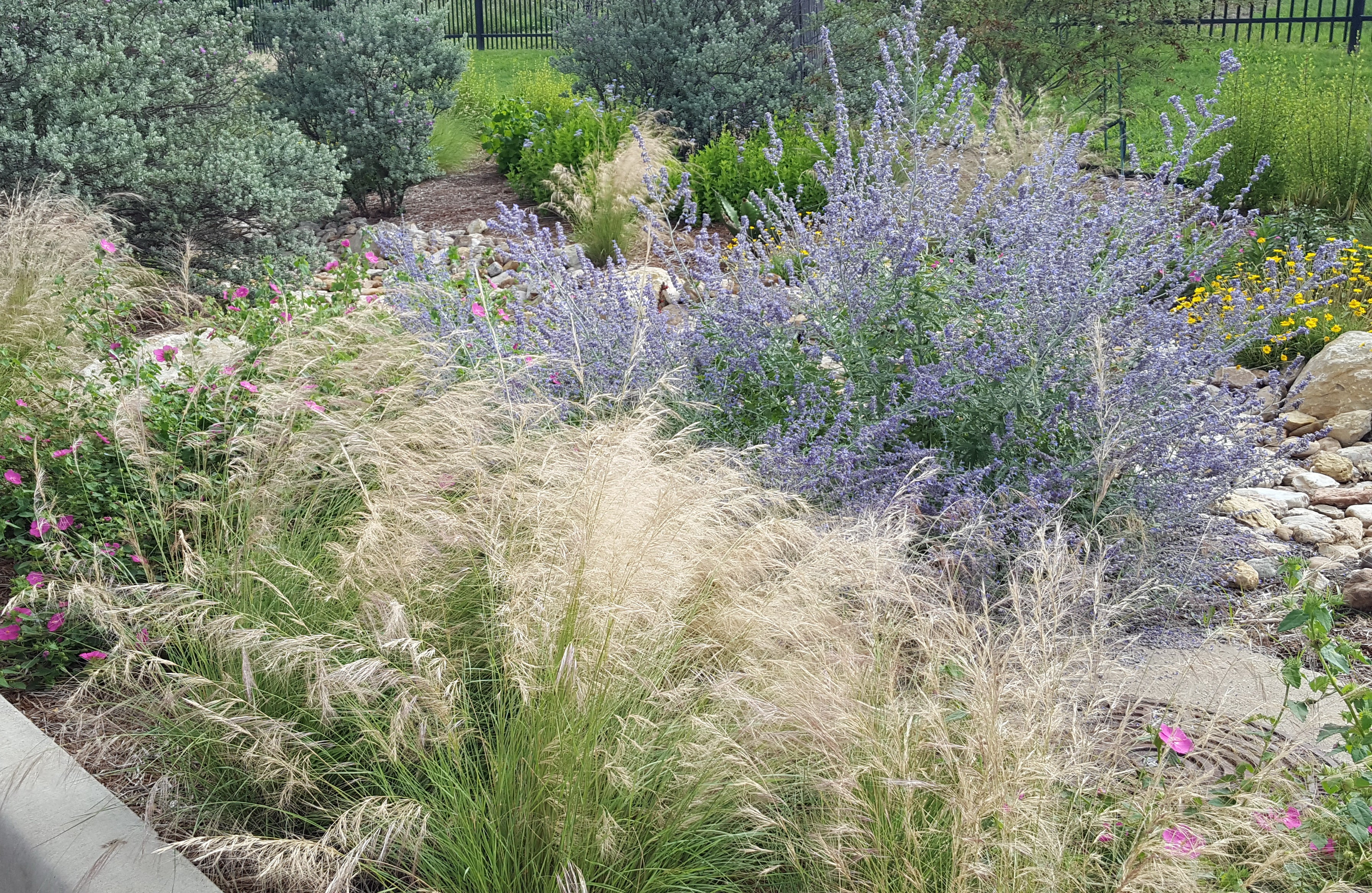 Salvia yangii (Russian Sage 'Blue Jean Baby')