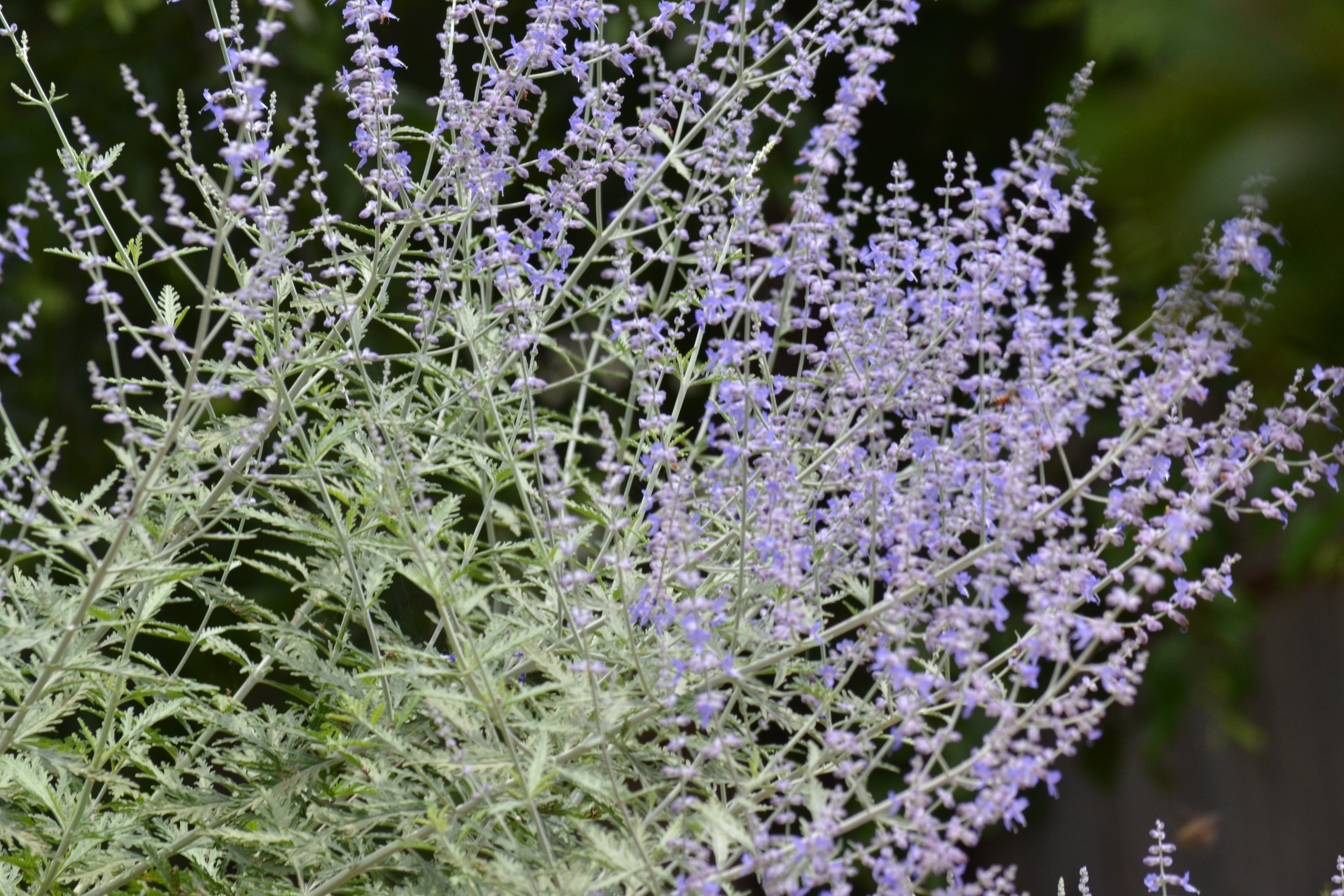 Salvia yangii (Russian Sage 'Blue Jean Baby')