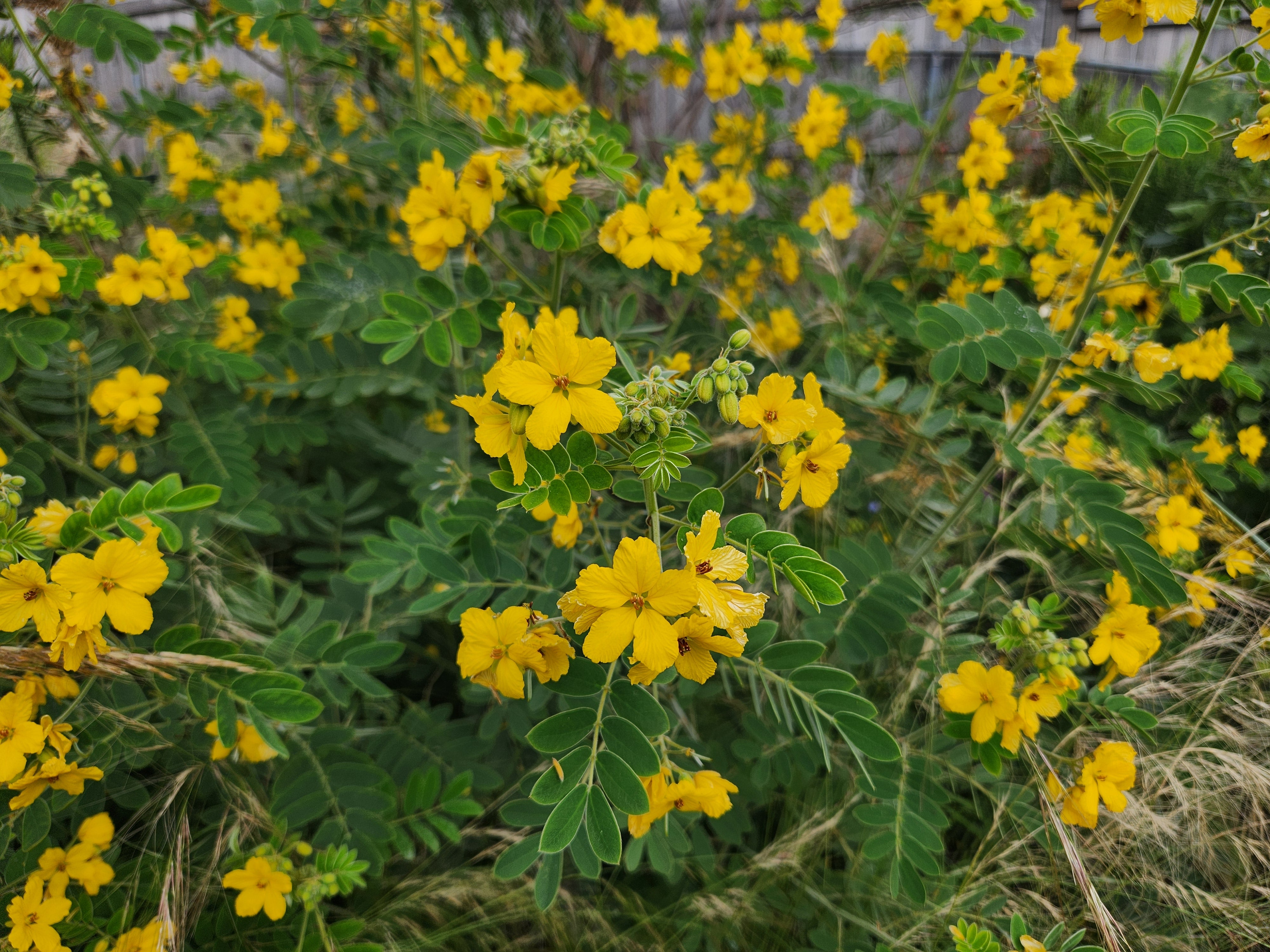 Senna lindheimeriana (Lindheimer's Senna)