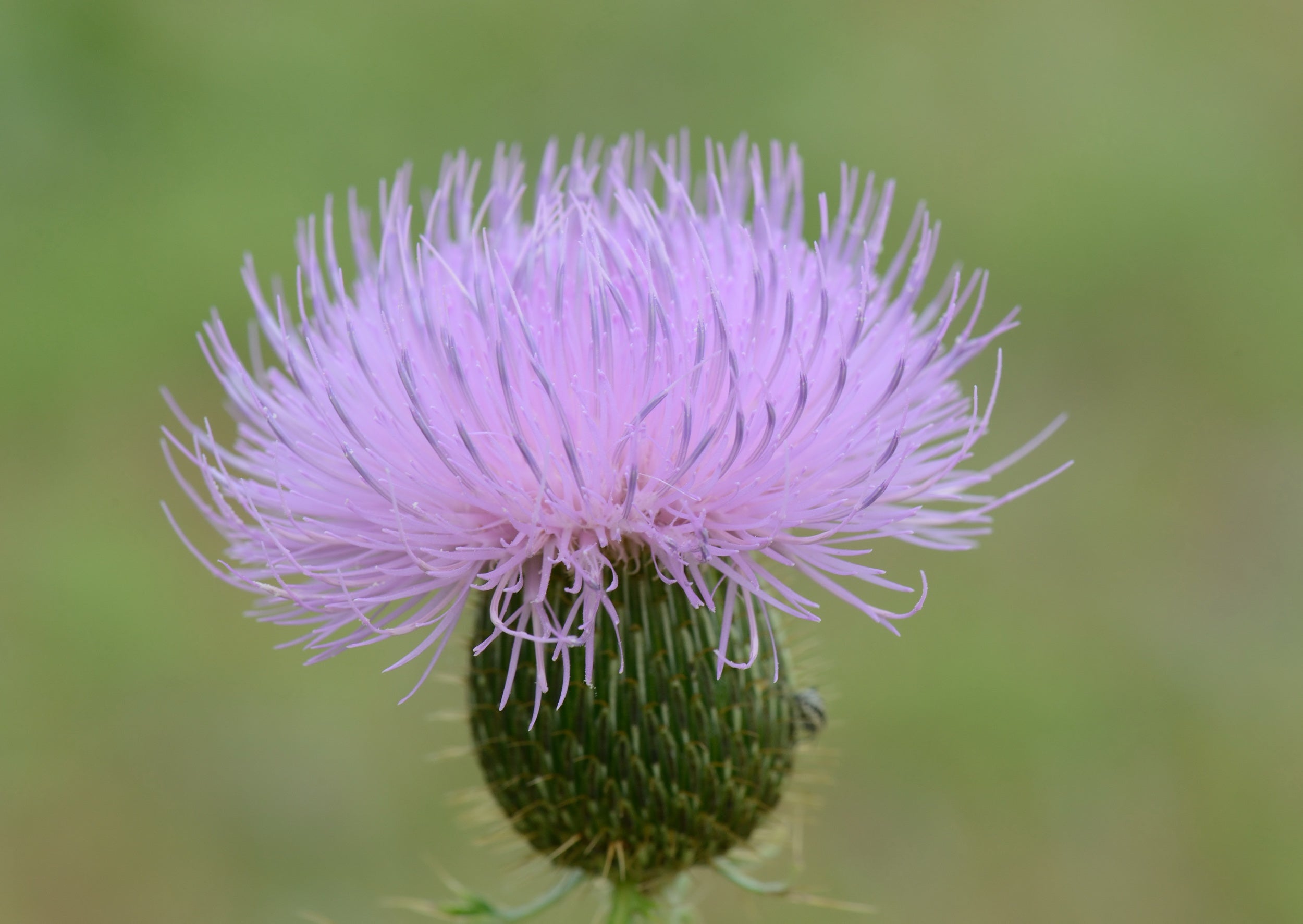 Cirsium texanum (Texas Thistle)