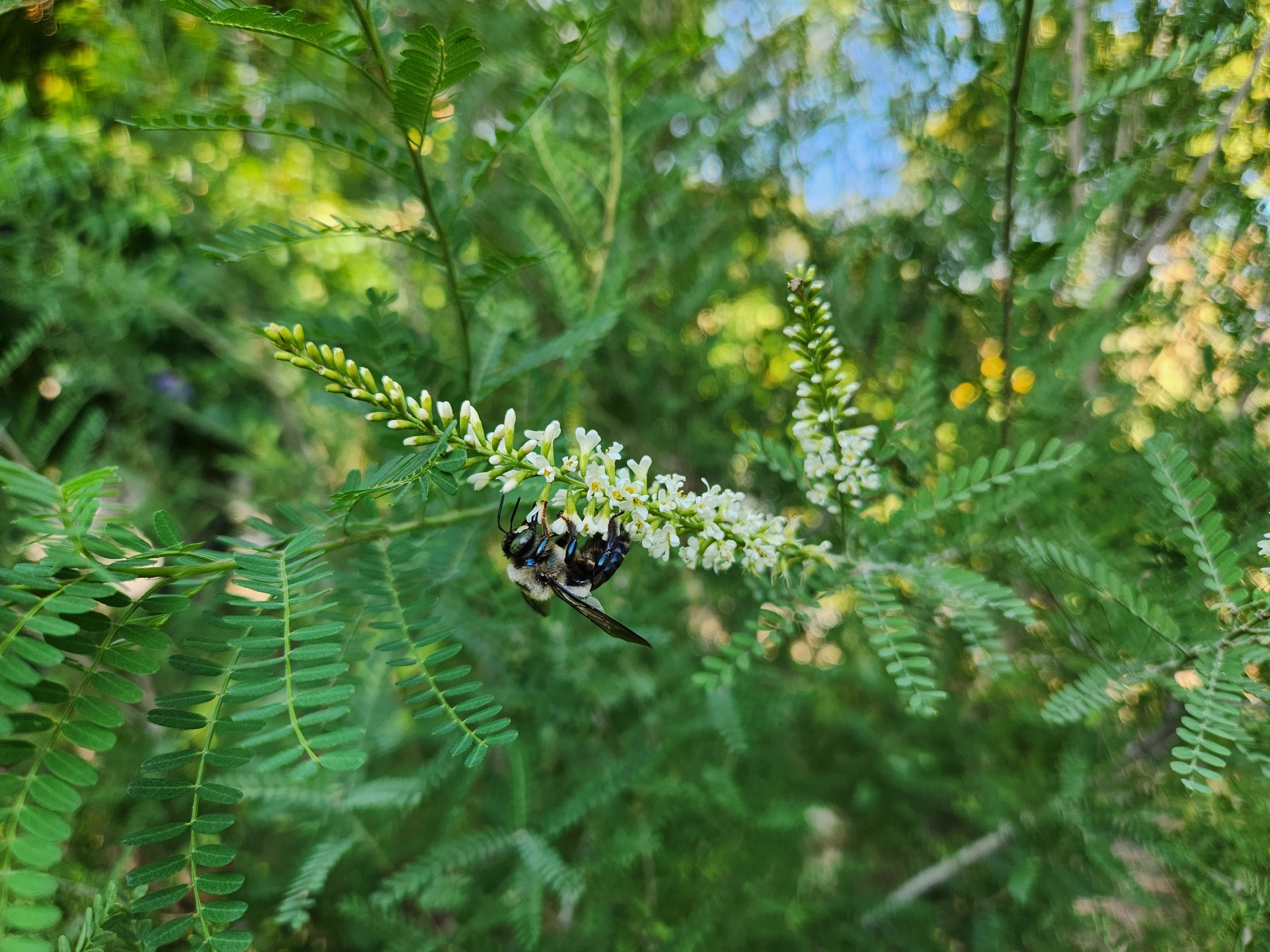 Texas kidneywood (Eysenhardtia texana)
