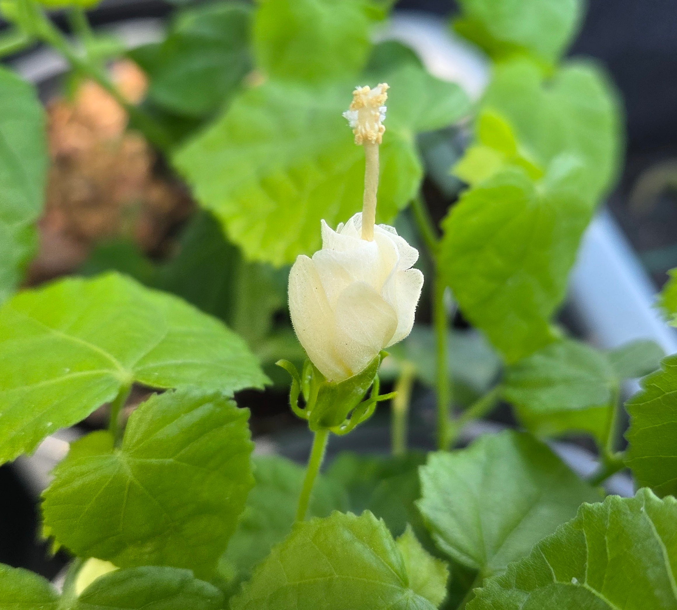 Malvaviscus arboreus var. drummondii white