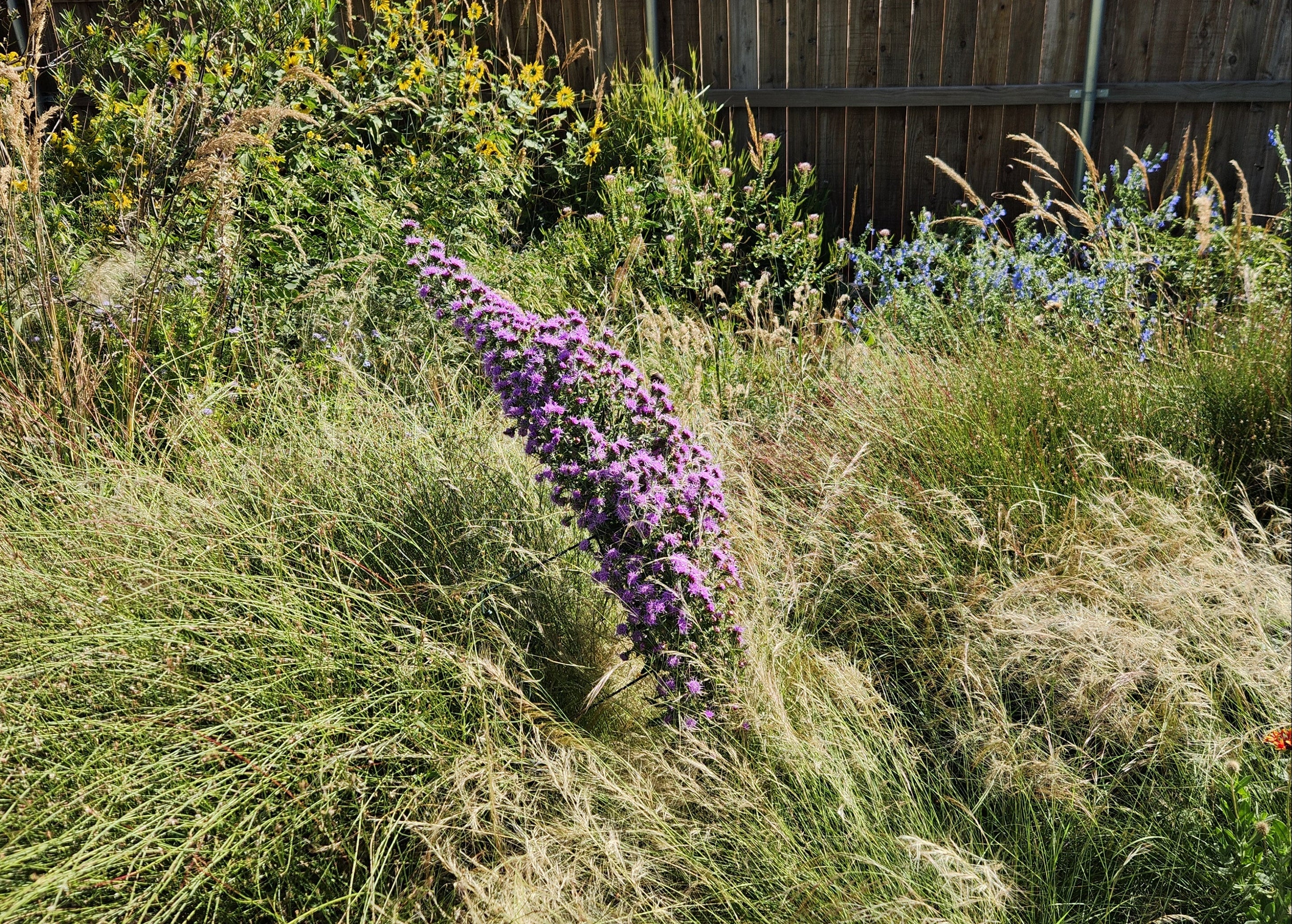 Liatris aspera (Rough Gayfeather)