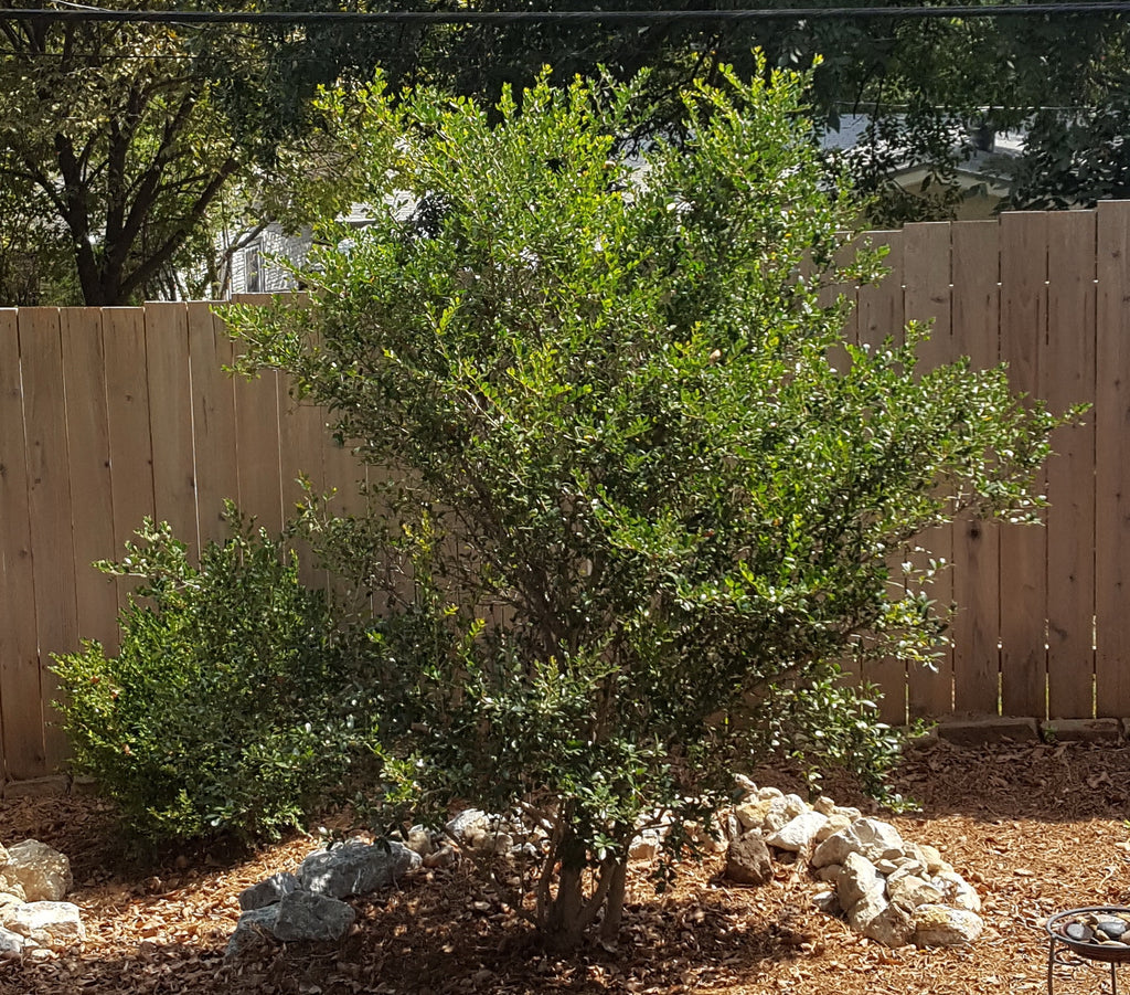 Yaupon holly (Ilex vomitoria)