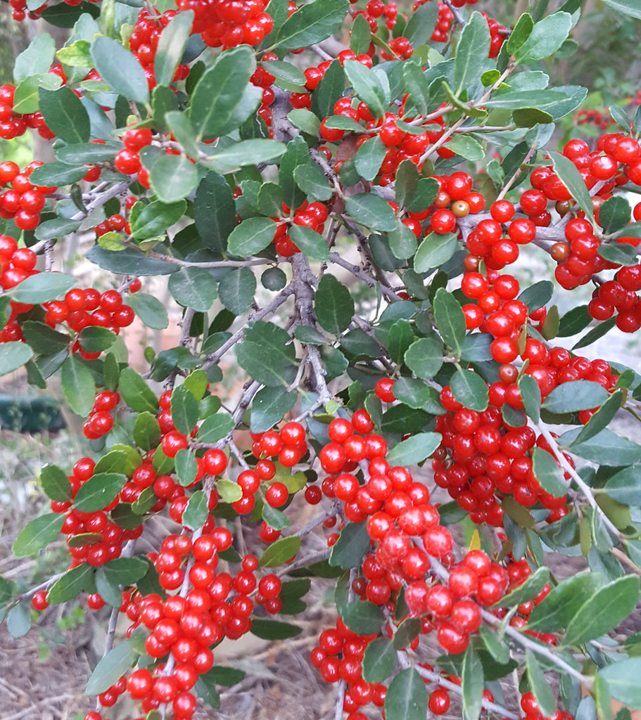 Yaupon holly (Ilex vomitoria)