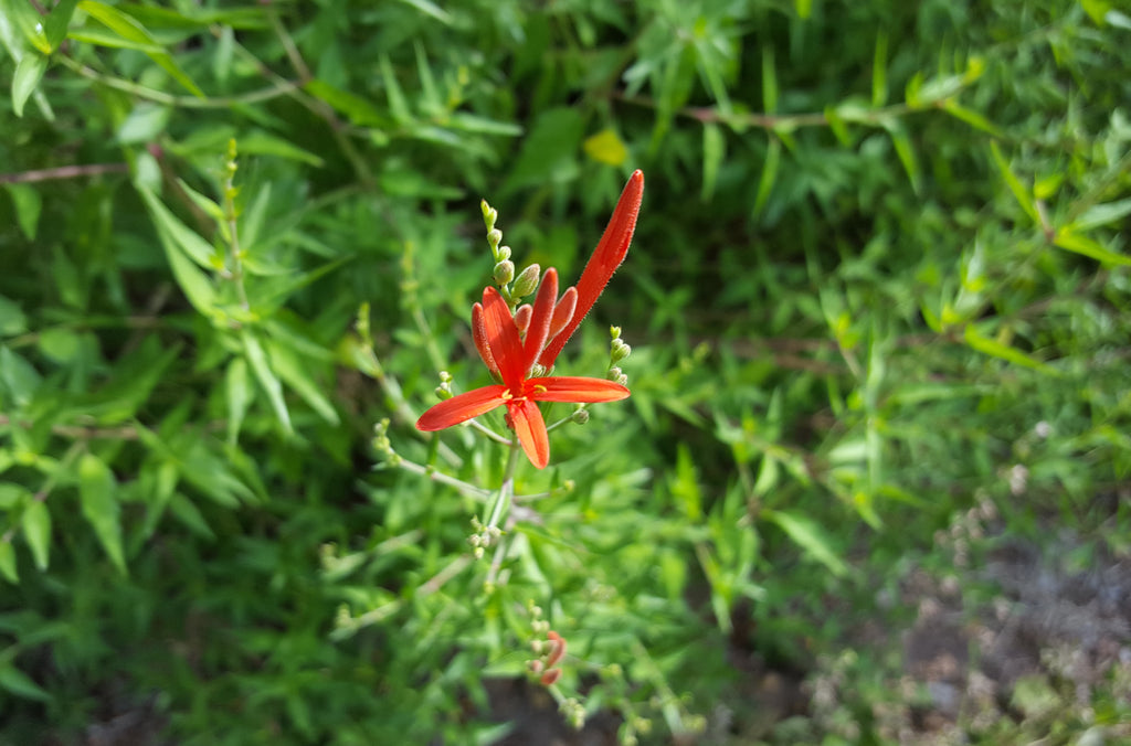 Hummingbird bush (Anisacanthus quadrifidus var. wrightii)