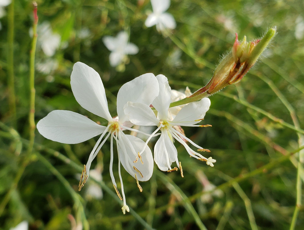 Oenothera lindheimeri 'Belleza White' (Gaura 'Belleza White')