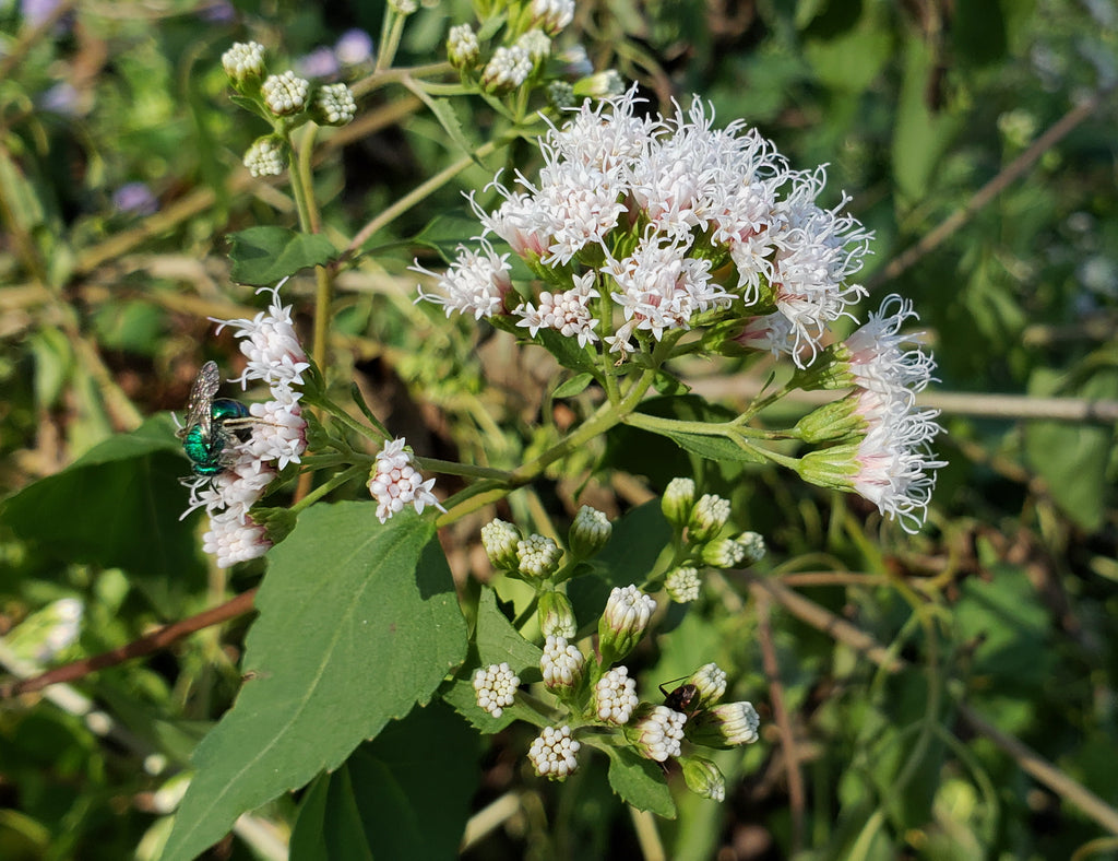 Shrubby boneset (Ageratina havanensis)