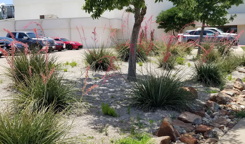 Yucca, Red (Hesperaloe parviflora)