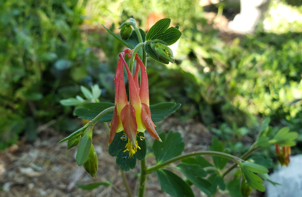 Columbine, Red (Aquilegia canadensis)