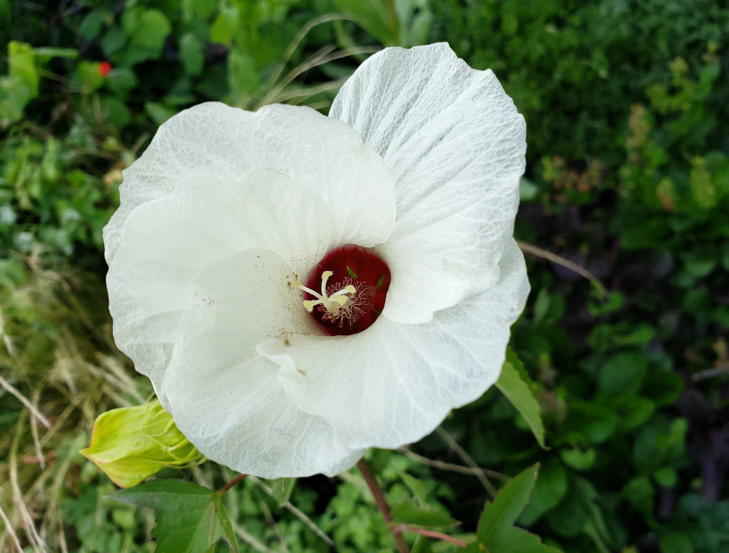 Hibiscus laevis (Halberdleaf Hibiscus)