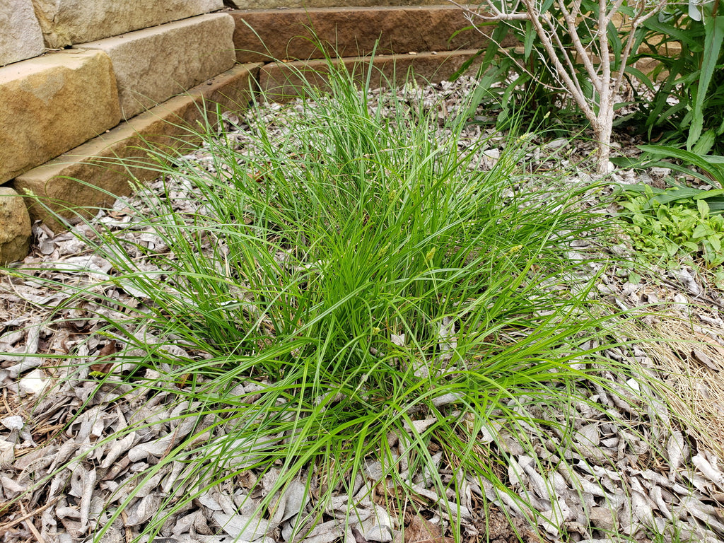 Carex perdentata (Meadow Sedge)