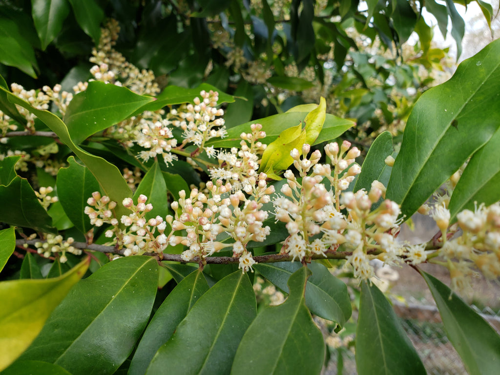 Prunus caroliniana (Cherry Laurel)