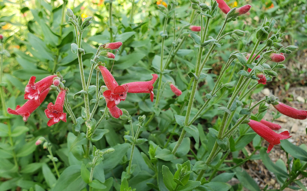 Penstemon baccharifolius (Rock Penstemon)