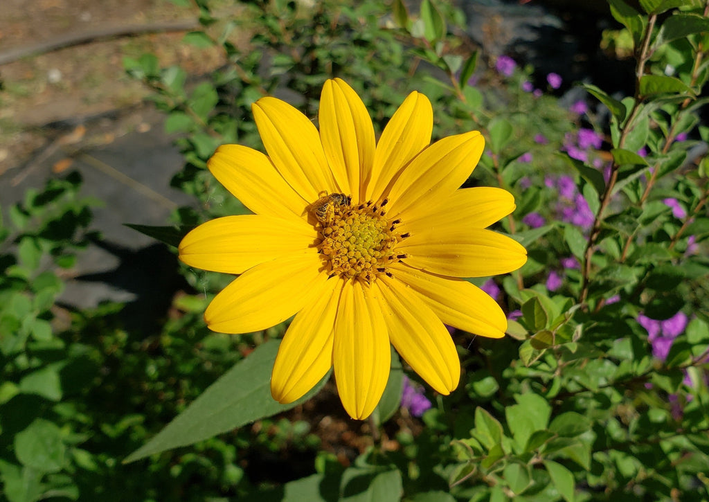 Helianthus hirsutus (Hairy Sunflower)