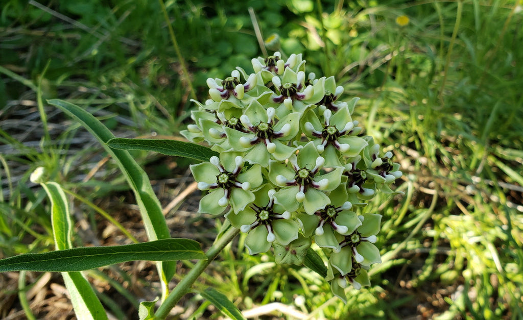 Asclepias asperula (Antelope Horn Milkweed)