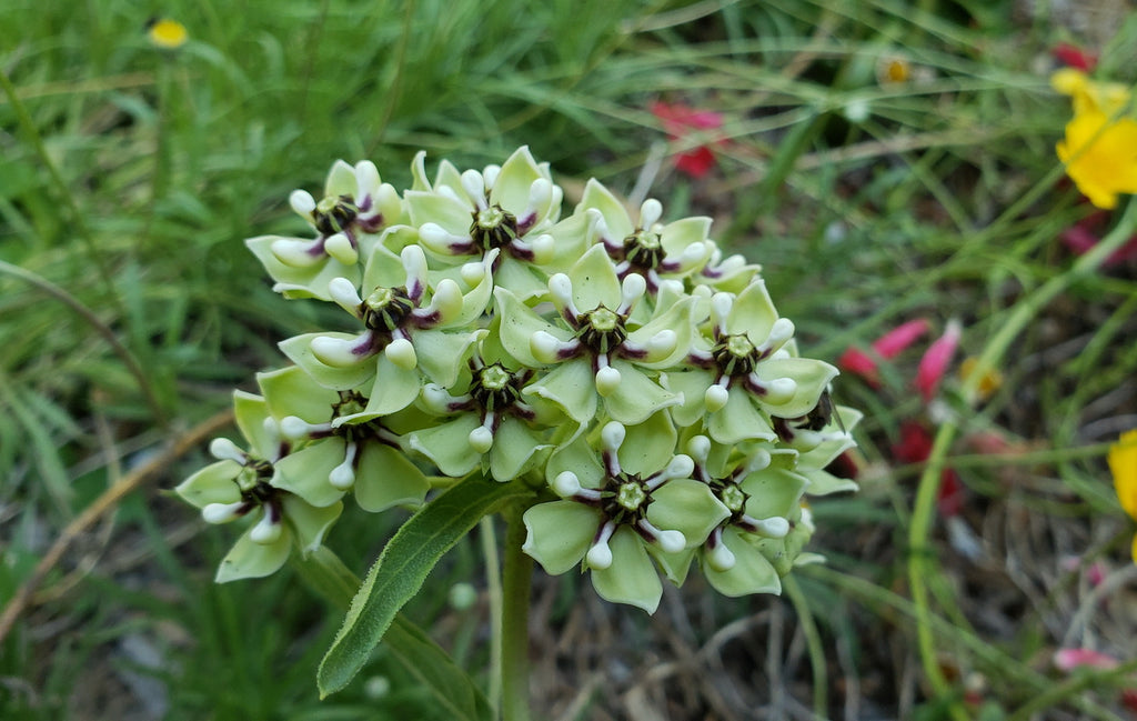 Asclepias asperula (Antelope Horn Milkweed)