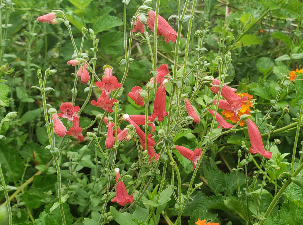 Penstemon baccharifolius (Rock Penstemon)