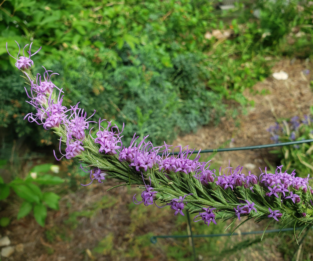 Liatris punctata var. mucronata (Texas Gayfeather)