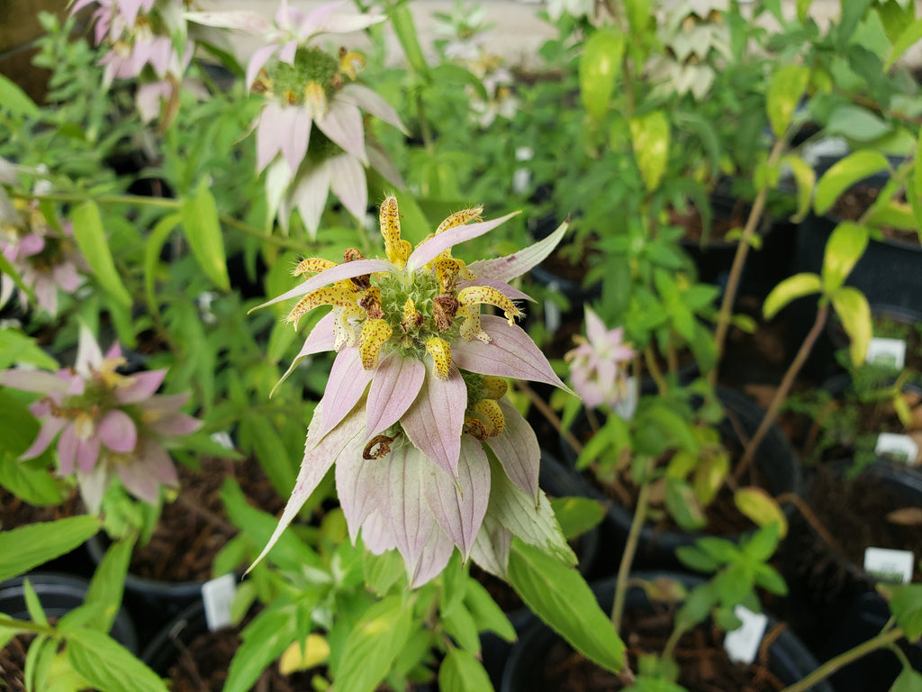 Monarda punctata (Spotted Beebalm)