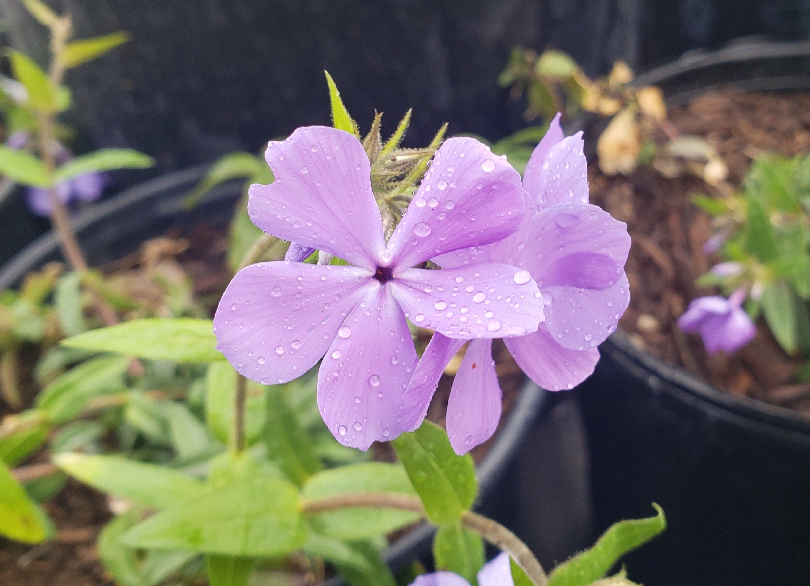 Phlox divaricata (Woodland Phlox 'Blue Moon')