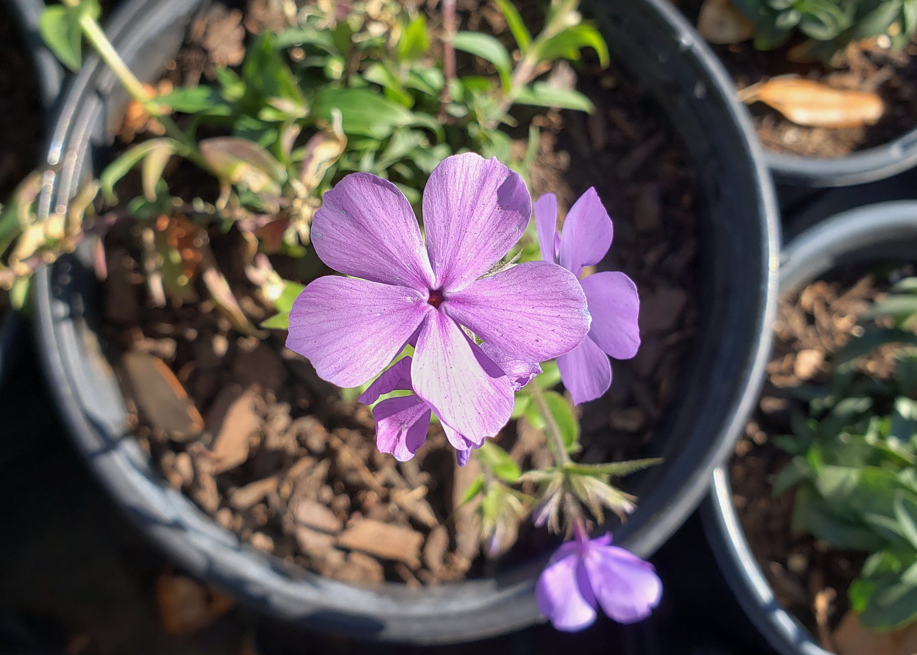 Phlox divaricata (Woodland Phlox 'Blue Moon')