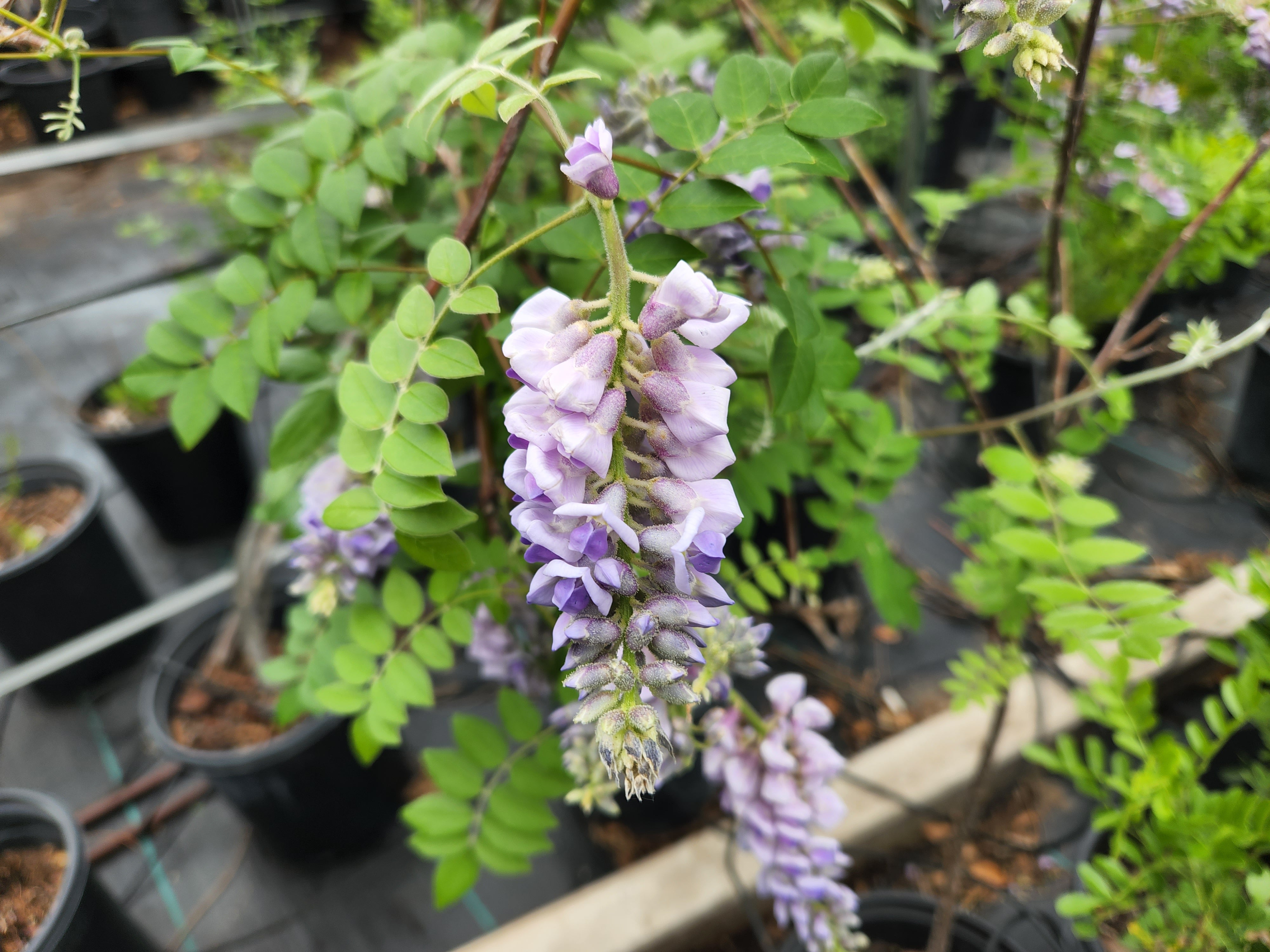 Wisteria frutescens (Texas Wisteria)