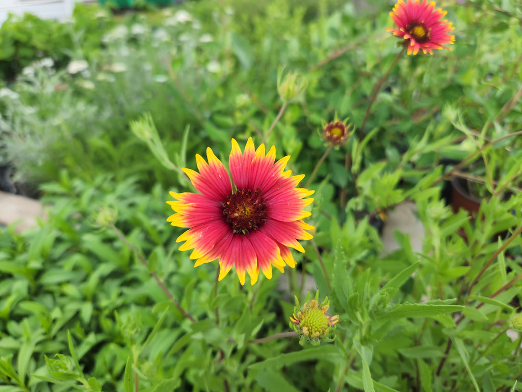 Gaillardia pulchella (Indian Blanket)