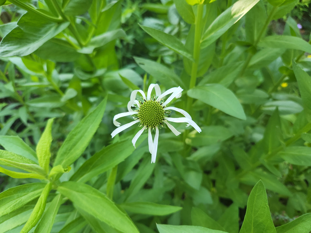 Echinacea pallida (Pale Coneflower)