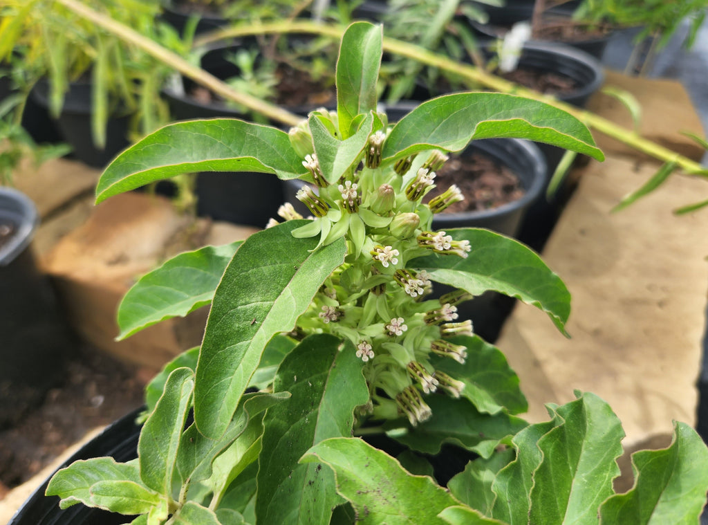 Asclepias oenotheroides (Zizotes Milkweed)