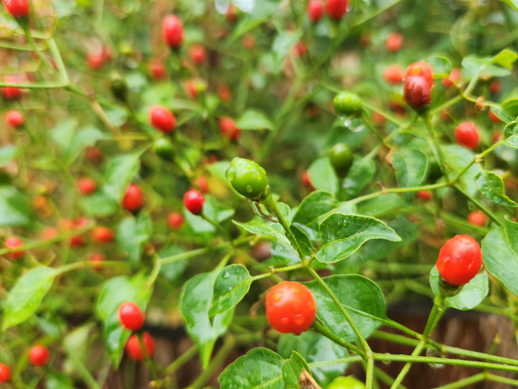 Capsicum annuum var. glabriusculum (Chile Petin)