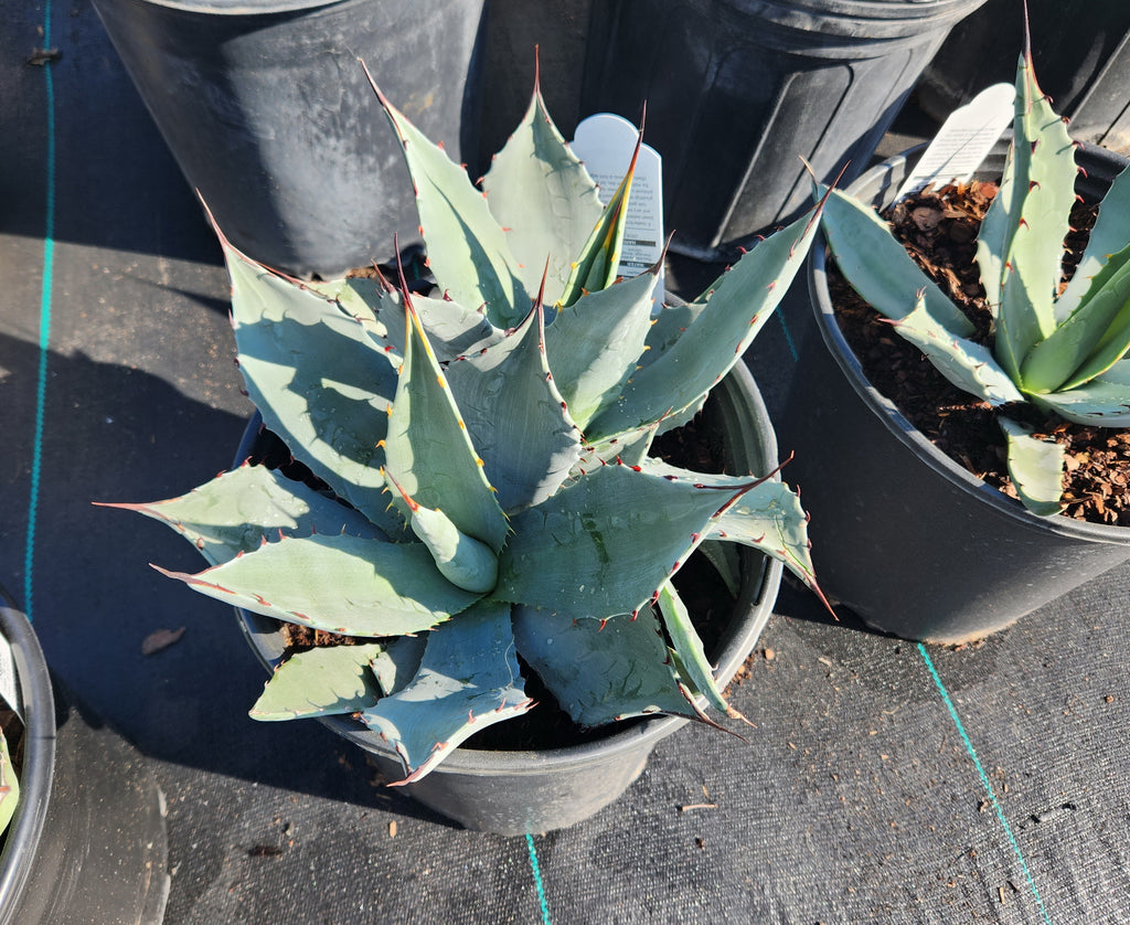 Agave parryi  (Parry's Agave)