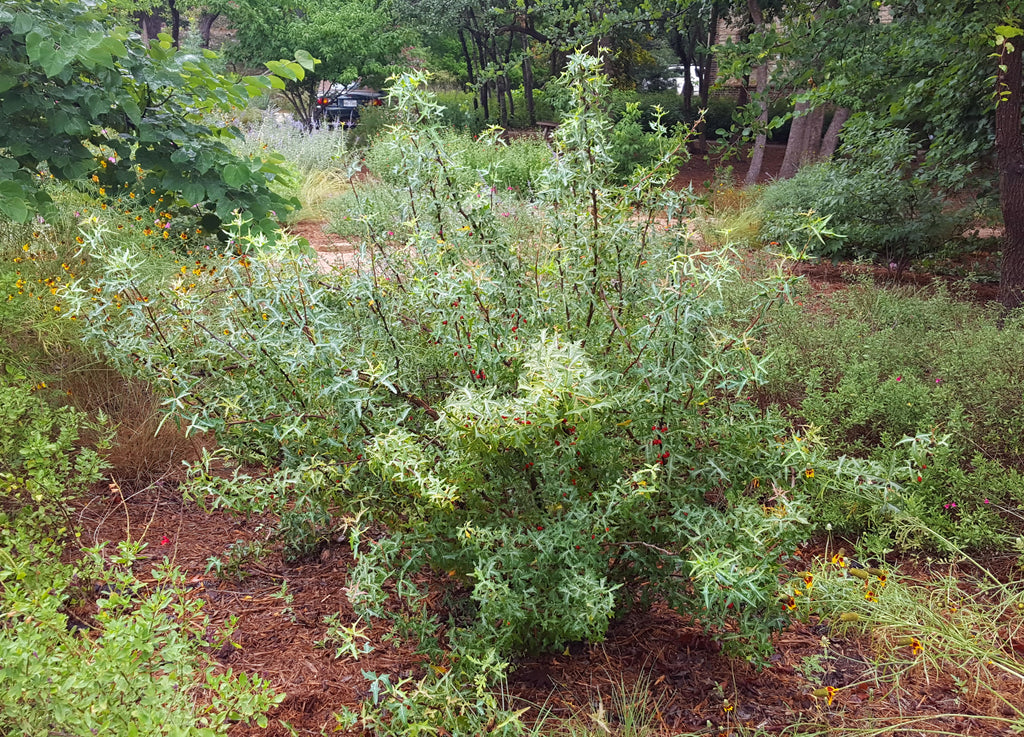 Agarita (Mahonia trifoliolata)