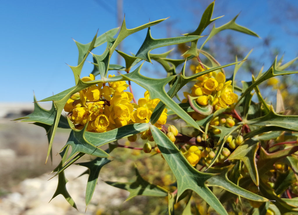 Agarita (Mahonia trifoliolata)