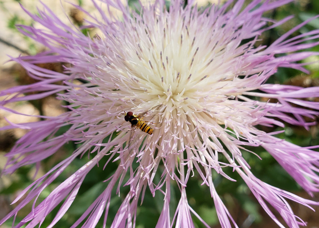 Centaurea americana (American Basketflower)