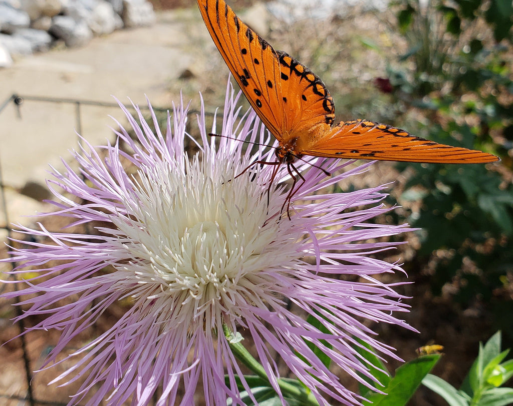 Centaurea americana (American Basketflower)