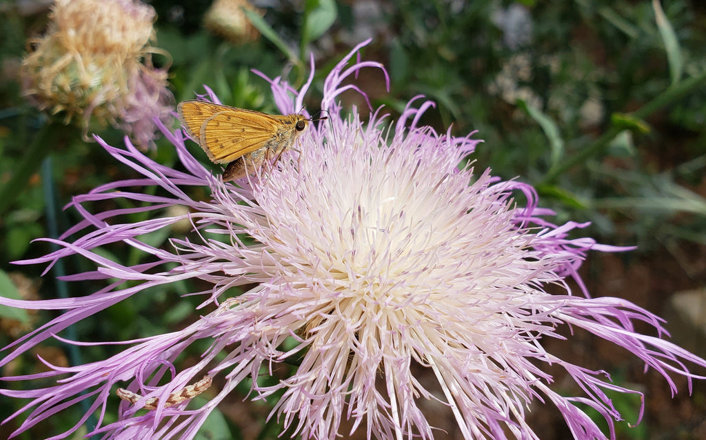 Centaurea americana (American Basketflower)