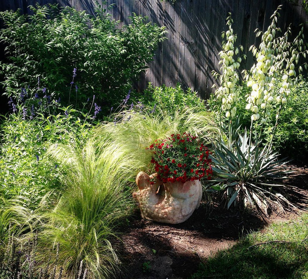 Mexican feather grass (Nassella tenuissima)