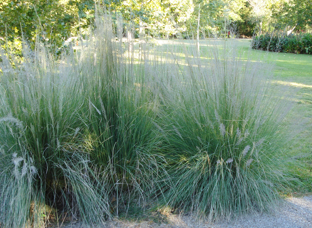 Big Muhly (Muhlenbergia lindheimeri)Muhlenbergia lindheimeri (Big Muhly)