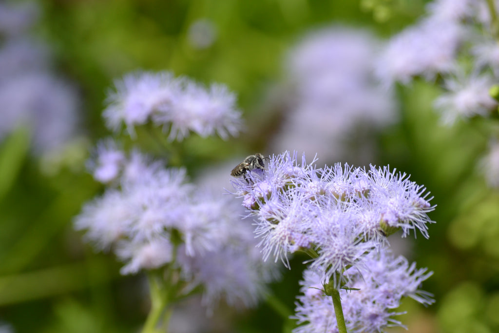 Gregg's Mistflower (Conoclinium greggii)