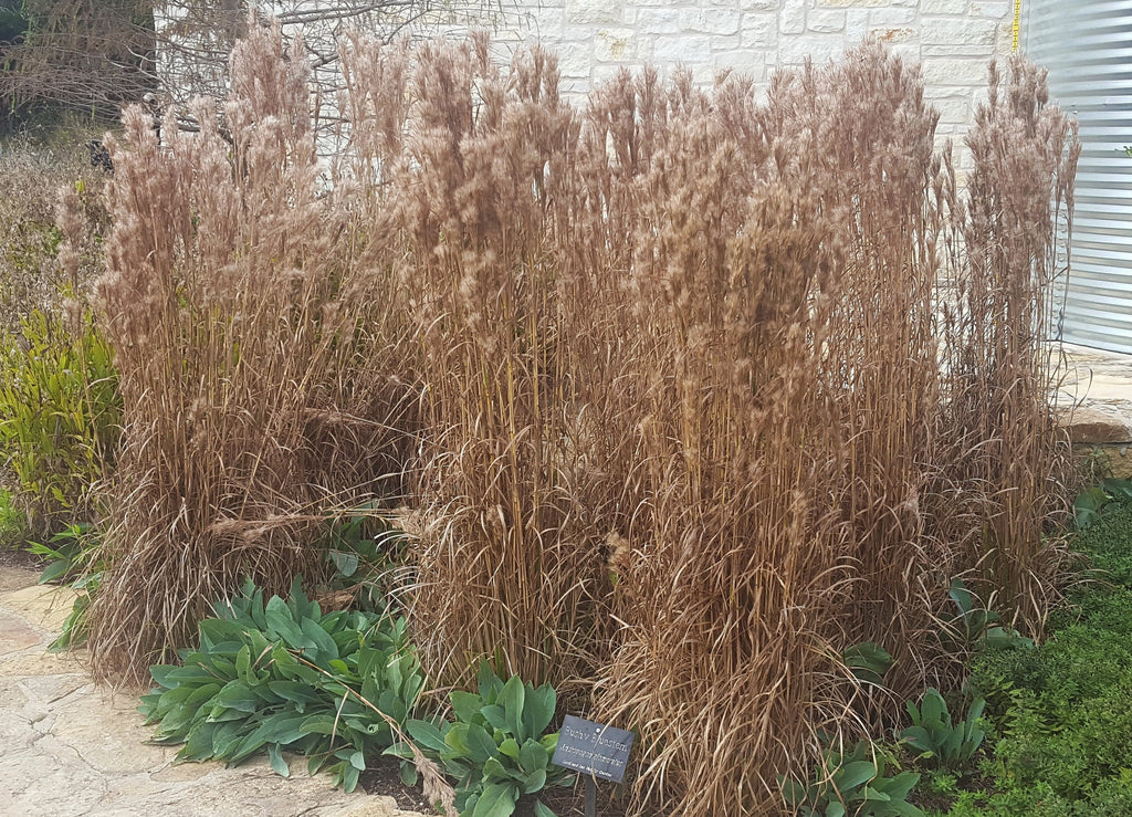 Bushy Bluestem (Andropogon glomeratus)