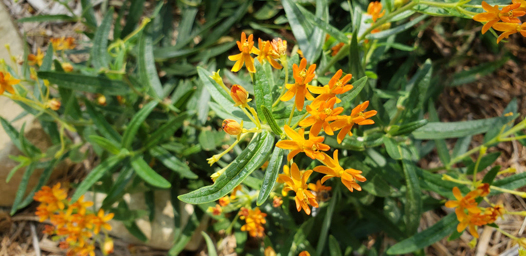 Butterfly weed (Asclepias tuberosa)