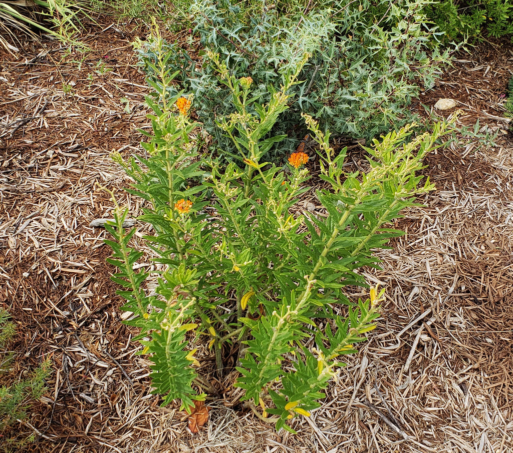 Butterfly weed (Asclepias tuberosa)